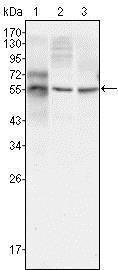 Anti-TUBB3 Mouse Monoclonal Antibody [clone: 2E9]