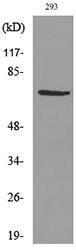 Western blot analysis of lysate from 293 cells using Anti-VGF Antibody