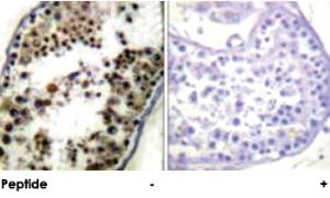 Anti-JUN Rabbit Polyclonal Antibody