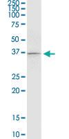 Anti-RASSF4 Mouse Monoclonal Antibody [clone: 1D5]