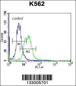 Anti-MPP3 Rabbit Polyclonal Antibody (APC (Allophycocyanin))