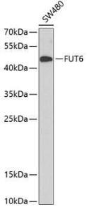 Antibody anti-FUT6 100 µl