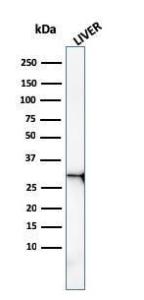 Western blot analysis of human liver tissue lysate using Anti-Prohibitin Antibody [PHB/3227]