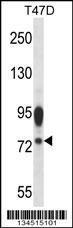 Anti-AMFR Rabbit Polyclonal Antibody (HRP (Horseradish Peroxidase))