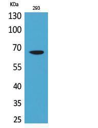 Western blot analysis of 293 cells using Anti-VGF Antibody