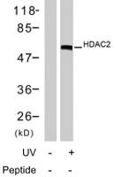 Anti-HDAC2 Rabbit Polyclonal Antibody