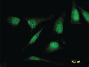 Anti-RASSF4 Mouse Monoclonal Antibody [clone: 1D5]