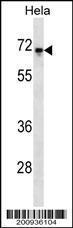 Anti-REL Mouse Monoclonal Antibody (APC (Allophycocyanin)) [clone: 318CT41.3.2]