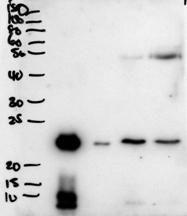 Anti-BPIFA1 Antibody (A83579) (2 µg/ml) staining of secretions from Human primary airway cells in culture (lanes 1 and 2), and in Human Bronchoalveolar Lavage fluid (lanes 3 and 4)