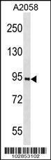 Anti-PROX1 Rabbit Polyclonal Antibody (AP (Alkaline Phosphatase))