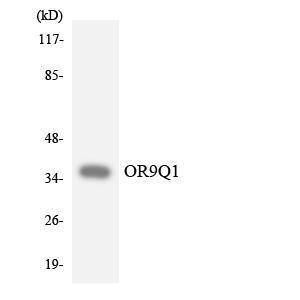 Western blot analysis of the lysates from HeLa cells using Anti-OR9Q1 Antibody