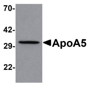 Anti-APOA5 Rabbit Polyclonal Antibody