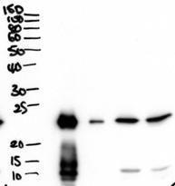 Anti-BPIFA1 Antibody (A83580) (2 µg/ml) staining of secretions from Human primary airway cells in culture (lanes 1 and 2), and in Human Bronchoalveolar Lavage fluid (lanes 3 and 4). Detected by chemiluminescence