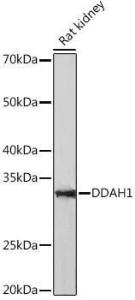 Western blot analysis of extracts of Rat kidney, using Anti-DDAH1 Antibody [ARC1043] (A306259) at 1:1,000 dilution. The secondary antibody was Goat Anti-Rabbit IgG H&L Antibody (HRP) at 1:10,000 dilution.