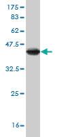 Anti-API5 Mouse Monoclonal Antibody [clone: 1C2]