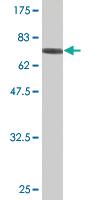 Anti-TNS4 Mouse Monoclonal Antibody [clone: 1C1]