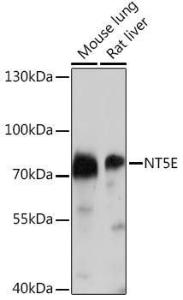 Anti-CD73 antibody