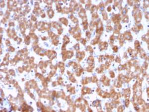 Immunohistochemical analysis of formalin-fixed, paraffin-embedded human liver using Anti-Prohibitin Antibody [PHB/3228]