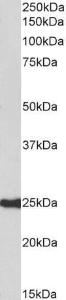 Anti-HDGFRP3 Goat Polyclonal Antibody