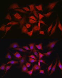 Antibody A309166-100 100 µl