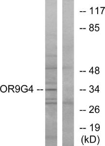 Western blot analysis of lysates from HeLa cells using Anti-OR9G4 Antibody. The right hand lane represents a negative control, where the antibody is blocked by the immunising peptide.