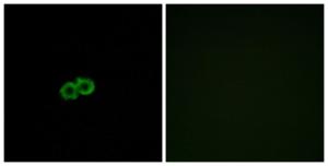 Immunofluorescence analysis of A549 cells using Anti-GPR142 Antibody The right hand panel represents a negative control, where the antibody was pre-incubated with the immunising peptide