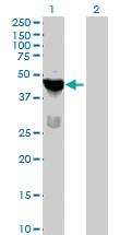 Anti-TSSK1 Mouse Polyclonal Antibody