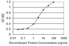 Anti-PHF7 Mouse Monoclonal Antibody [clone: 3F3]