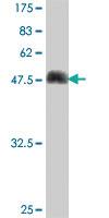 Anti-DNAJB6 Mouse Polyclonal Antibody