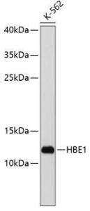 Anti-HBE Rabbit Polyclonal Antibody