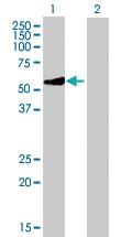 Anti-GATM Mouse Polyclonal Antibody