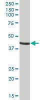 Anti-GATM Mouse Polyclonal Antibody