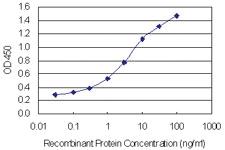 Anti-NHS Mouse Monoclonal Antibody [clone: 6D9]