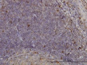 Anti-MCF2L Mouse Monoclonal Antibody [clone: 1D11]