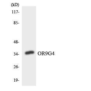 Anti-OR9G4 antibody