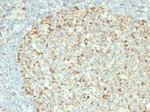 Immunohistochemical analysis of formalin-fixed, paraffin-embedded human tonsil using Anti-HSP60 Antibody [GROEL/730]