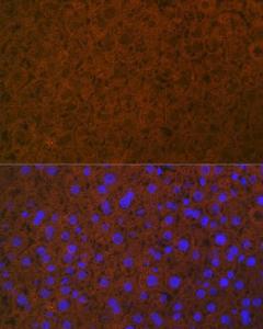 Immunofluorescence analysis of mouse liver using Anti-Protein C Antibody [ARC1023] (A306260) at a dilution of 1:100 (40x lens). DAPI was used to stain the cell nuclei (blue).