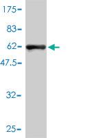 Anti-ANXA2 Mouse Polyclonal Antibody