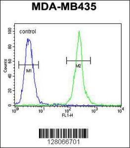 Anti-MRM1 Rabbit Polyclonal Antibody (APC (Allophycocyanin))