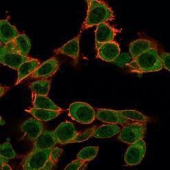 Immunofluorescent analysis of PFA fixed HeLa cells stained with Anti-ZFP64 Antibody [PCRP-ZFP64-1 h2] followed by Goat Anti-Mouse IgG (CF&#174; 488) (Green). Counterstain is Phalloidin-CF&#174; 640A (Red)