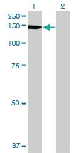 Anti-NID1 Mouse Polyclonal Antibody