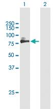 Anti-SIRPA Mouse Polyclonal Antibody