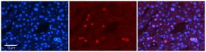 Anti-ZNF3 Rabbit Polyclonal Antibody