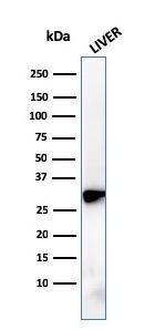 Western blot analysis of human liver tissue lysate using Anti-Prohibitin Antibody [PHB/3228]