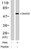 Anti-SMAD2 Rabbit Polyclonal Antibody