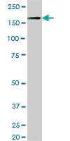 Anti-NID1 Mouse Polyclonal Antibody