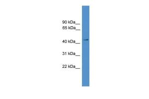 Anti-TGFB3 Rabbit Polyclonal Antibody