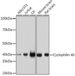 Western blot analysis of extracts of various cell lines, using Anti-Cyclophilin 40 Antibody [ARC1260] (A306261) at 1:1,000 dilution. The secondary antibody was Goat Anti-Rabbit IgG H&L Antibody (HRP) at 1:10,000 dilution.