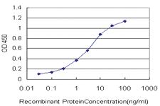 Anti-TSSK1 Mouse Monoclonal Antibody [clone: 4F12]