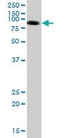 Anti-SIRPA Mouse Polyclonal Antibody